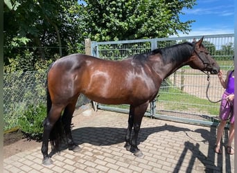 American Quarter Horse, Stute, 10 Jahre, 154 cm, Brauner