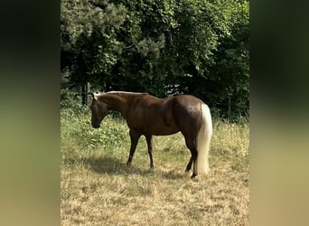 American Quarter Horse, Stute, 10 Jahre, 154 cm, Palomino
