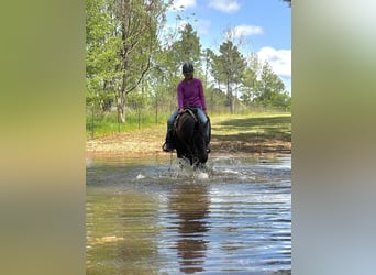 American Quarter Horse, Stute, 10 Jahre, 155 cm, Brauner