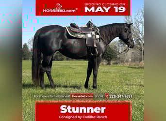 American Quarter Horse, Stute, 10 Jahre, 155 cm, Brauner