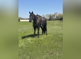 American Quarter Horse, Stute, 10 Jahre, 155 cm, Brauner
