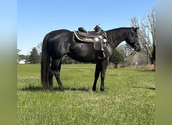 American Quarter Horse, Stute, 10 Jahre, 155 cm, Brauner
