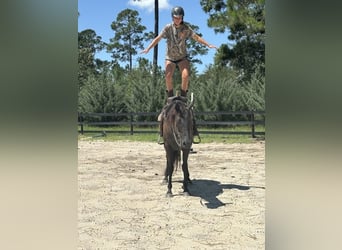 American Quarter Horse, Stute, 10 Jahre, 155 cm, Brauner