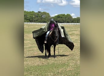 American Quarter Horse, Stute, 10 Jahre, 155 cm, Brauner