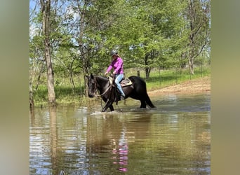 American Quarter Horse, Stute, 10 Jahre, 155 cm, Brauner