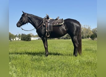 American Quarter Horse, Stute, 10 Jahre, 155 cm, Brauner