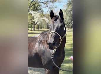 American Quarter Horse, Stute, 10 Jahre, 155 cm, Brauner