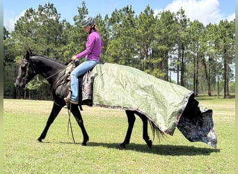 American Quarter Horse, Stute, 10 Jahre, 155 cm, Brauner