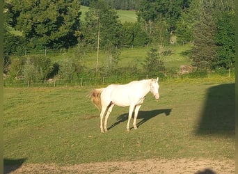 American Quarter Horse, Stute, 10 Jahre, 155 cm, Cremello