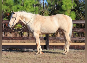 American Quarter Horse, Stute, 10 Jahre, 155 cm, Palomino