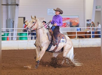 American Quarter Horse, Stute, 10 Jahre, 155 cm, Palomino