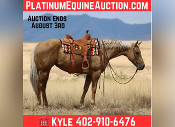 American Quarter Horse, Stute, 10 Jahre, 155 cm, Palomino
