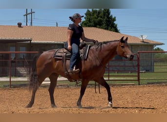 American Quarter Horse, Stute, 10 Jahre, 155 cm, Roan-Bay