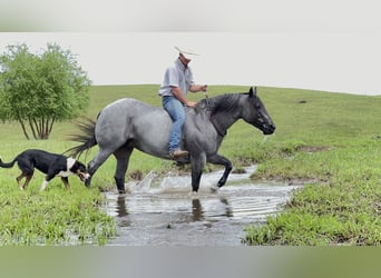 American Quarter Horse, Stute, 10 Jahre, 155 cm, Roan-Blue