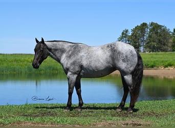American Quarter Horse, Stute, 10 Jahre, 155 cm, Roan-Blue