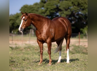 American Quarter Horse, Stute, 10 Jahre, 155 cm, Rotfuchs