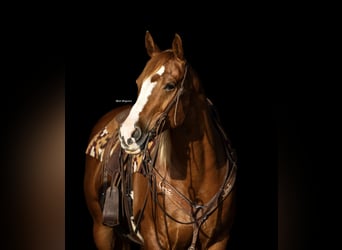 American Quarter Horse, Stute, 10 Jahre, 155 cm, Rotfuchs