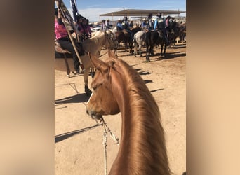 American Quarter Horse, Stute, 10 Jahre, 155 cm, Rotfuchs