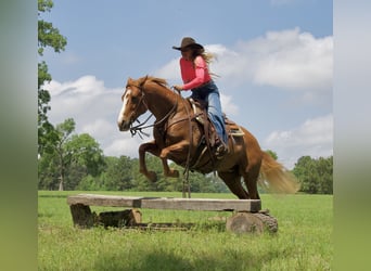 American Quarter Horse, Stute, 10 Jahre, 155 cm, Rotfuchs