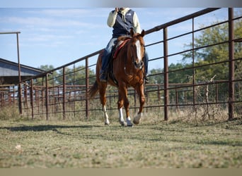 American Quarter Horse, Stute, 10 Jahre, 155 cm, Rotfuchs