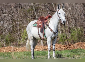 American Quarter Horse, Stute, 10 Jahre, 155 cm, Schimmel