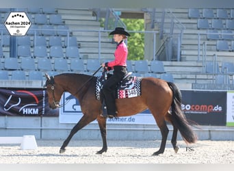 American Quarter Horse, Stute, 10 Jahre, 156 cm, Schwarzbrauner