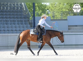 American Quarter Horse, Stute, 10 Jahre, 156 cm, Schwarzbrauner