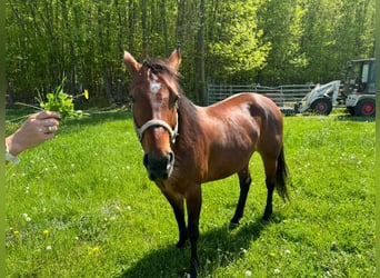 American Quarter Horse, Stute, 10 Jahre, 157 cm, Brauner
