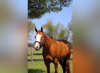 American Quarter Horse, Stute, 10 Jahre, 157 cm, Dunkelfuchs