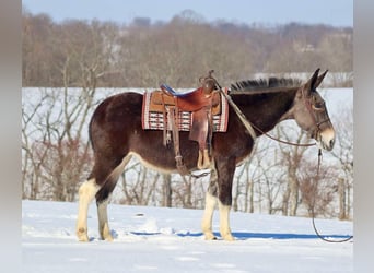 American Quarter Horse, Stute, 10 Jahre, 157 cm, Rotbrauner