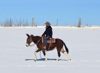 American Quarter Horse, Stute, 10 Jahre, 157 cm, Rotbrauner