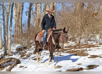 American Quarter Horse, Stute, 10 Jahre, 157 cm, Rotbrauner