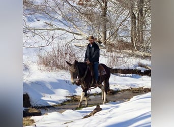 American Quarter Horse, Stute, 10 Jahre, 157 cm, Rotbrauner