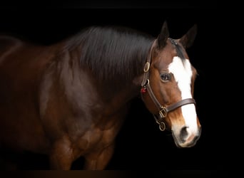 American Quarter Horse, Stute, 10 Jahre, 158 cm, Brauner