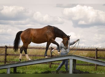 American Quarter Horse, Stute, 10 Jahre, 158 cm, Brauner