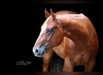 American Quarter Horse, Stute, 10 Jahre, 159 cm, Fuchs
