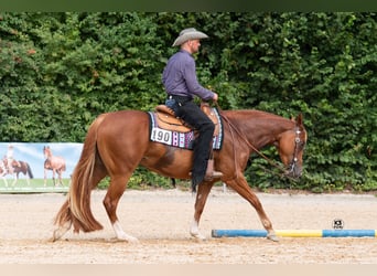 American Quarter Horse, Stute, 10 Jahre, 160 cm, Fuchs