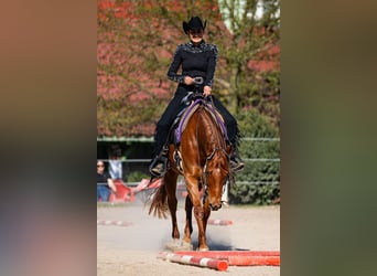 American Quarter Horse, Stute, 10 Jahre, 161 cm, Fuchs