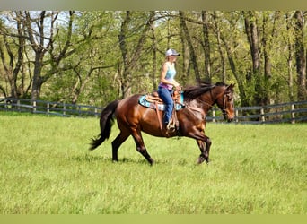 American Quarter Horse, Stute, 10 Jahre, 165 cm, Rotbrauner