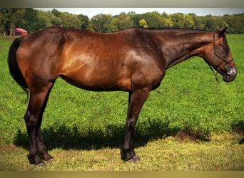 American Quarter Horse, Stute, 10 Jahre, 170 cm, Dunkelbrauner