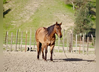 American Quarter Horse, Stute, 10 Jahre, Falbe