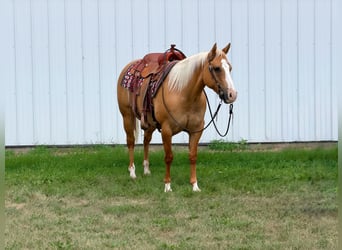American Quarter Horse, Stute, 10 Jahre, Palomino
