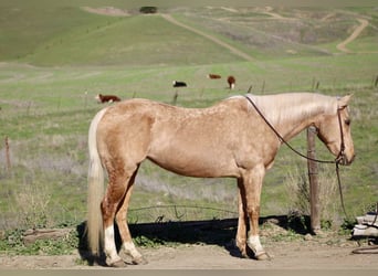 American Quarter Horse, Stute, 10 Jahre, Palomino