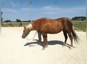 American Quarter Horse, Stute, 10 Jahre, Palomino
