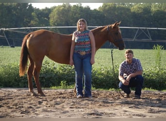 American Quarter Horse, Stute, 10 Jahre, Rotfuchs