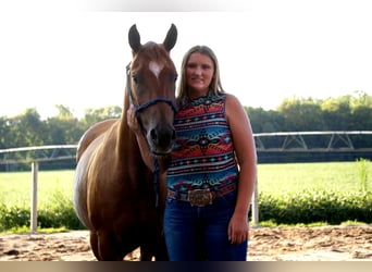 American Quarter Horse, Stute, 10 Jahre, Rotfuchs