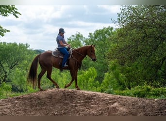 American Quarter Horse, Stute, 10 Jahre, Rotfuchs