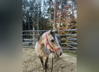 American Quarter Horse, Stute, 10 Jahre