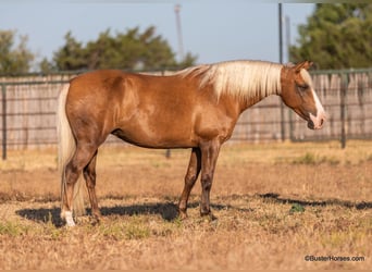 American Quarter Horse, Stute, 11 Jahre, 132 cm, Palomino