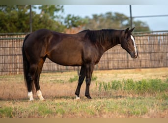 American Quarter Horse, Stute, 11 Jahre, 142 cm, Rappe